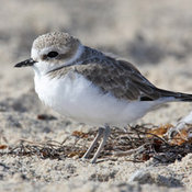 Snowy Plover